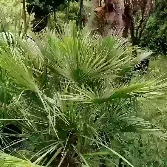Chamaerops humilis Dwarf fan palm 